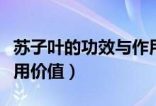 苏子叶的功效与作用及食用方法（苏子叶的药用价值）