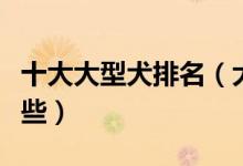 十大大型犬排名（大型犬种类大全大型犬有哪些）