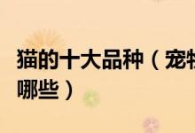 猫的十大品种（宠物猫的品种大全猫的种类有哪些）