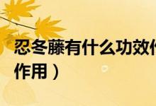 忍冬藤有什么功效作用（忍冬藤有哪些功效与作用）