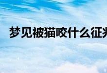 梦见被猫咬什么征兆（梦见被猫咬的含义）