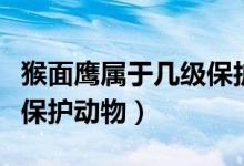 猴面鹰属于几级保护动物（猴面鹰属于多少级保护动物）