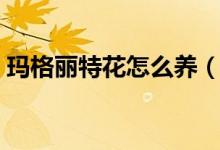 玛格丽特花怎么养（玛格丽特花的养殖方法）