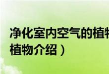 净化室内空气的植物有哪些（净化空气的室内植物介绍）