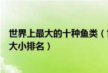 世界上最大的十种鱼类（世界上十大体型最大的鱼世界鱼类大小排名）