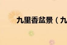 九里香盆景（九里香盆景种植方法）