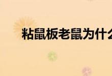 粘鼠板老鼠为什么粘上就死（粘鼠板）