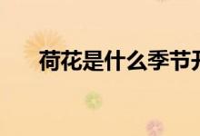 荷花是什么季节开的（荷花开花时间）