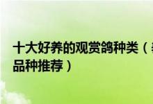 十大好养的观赏鸽种类（养观赏鸽养什么品种最好观赏鸽的品种推荐）