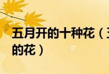 五月开的十种花（五月开什么花花期在5月份的花）