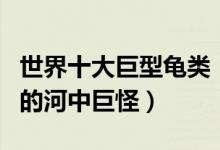 世界十大巨型龟类（地球上最大乌龟盘点披甲的河中巨怪）