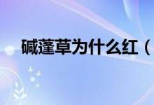 碱蓬草为什么红（碱蓬草怎么那么红呢）