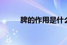 脾的作用是什么（脾有什么作用）