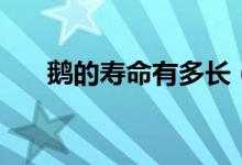 鹅的寿命有多长（需要有什么条件吗）