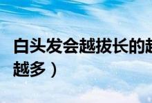 白头发会越拔长的越多吗（白头发会不会越拔越多）