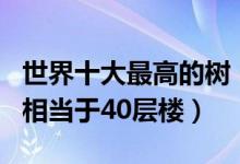 世界十大最高的树（最高的树是什么树第一名相当于40层楼）