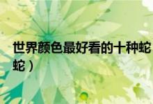 世界颜色最好看的十种蛇（五颜六色最美的蛇颜色最好看的蛇）