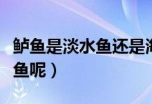 鲈鱼是淡水鱼还是海鱼（鲈鱼是淡水鱼还是海鱼呢）