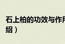 石上柏的功效与作用（石上柏的功效和作用介绍）