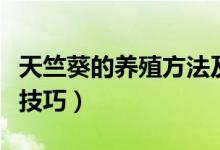天竺葵的养殖方法及注意事项（需要把握这些技巧）