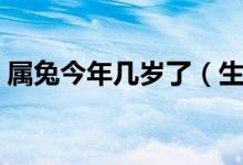 属兔今年几岁了（生肖兔的人现在年龄多少）