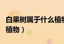 白果树属于什么植物（白果树是属于什么科的植物）