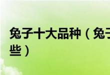 兔子十大品种（兔子种类大全宠物兔品种有哪些）