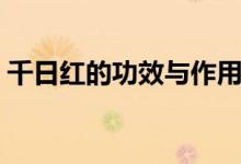 千日红的功效与作用（千日红的功效与作用）