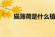 猫薄荷是什么植物（猫薄荷是什么）