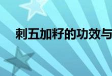 刺五加籽的功效与作用（对人体的好处）
