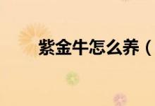 紫金牛怎么养（紫金牛的养护方法）
