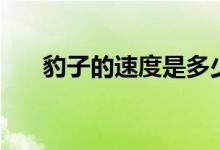 豹子的速度是多少（豹子是什么动物）