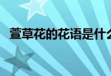 萱草花的花语是什么（萱草花的花语是啥）