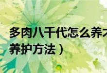 多肉八千代怎么养才能爆盆（多肉八千代爆盆养护方法）