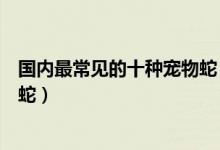 国内最常见的十种宠物蛇（十大宠物蛇品种最受欢迎的宠物蛇）