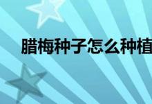 腊梅种子怎么种植（怎么种植腊梅种子）