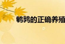 鹌鹑的正确养殖方法（鹌鹑怎么养）