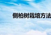 侧柏树栽培方法（侧柏树苗的简介）