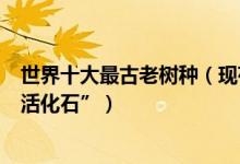 世界十大最古老树种（现存最老树种盘点细数全球各地的“活化石”）