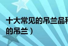 十大常见的吊兰品种（吊兰品种有哪些最好养的吊兰）