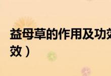 益母草的作用及功效图片（益母草的作用及功效）