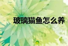 玻璃猫鱼怎么养（需要注意这些地方）