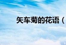 矢车菊的花语（矢车菊的花语含义）