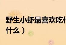 野生小虾最喜欢吃什么食物（野生小虾喜欢吃什么）