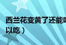 西兰花变黄了还能吃吗（变黄的西蓝花可不可以吃）