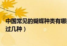 中国常见的蝴蝶种类有哪些（中国十大品种最多的蝴蝶你见过几种）