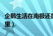 企鹅生活在南极还是北极（企鹅生活地方在哪里）