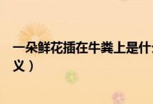 一朵鲜花插在牛粪上是什么意思（一朵鲜花插在牛粪上的含义）