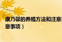 康乃馨的养殖方法和注意事项秋季（康乃馨的养殖方法和注意事项）