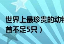 世界上最珍贵的动物（十种最为稀有的动物榜首不足5只）